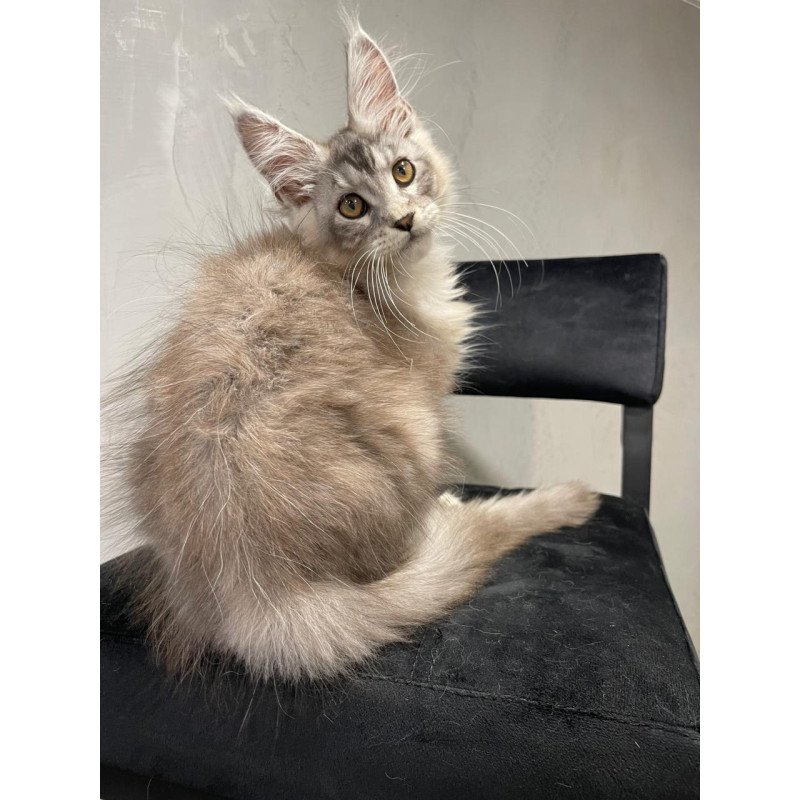 Maine Coon NOV Markush