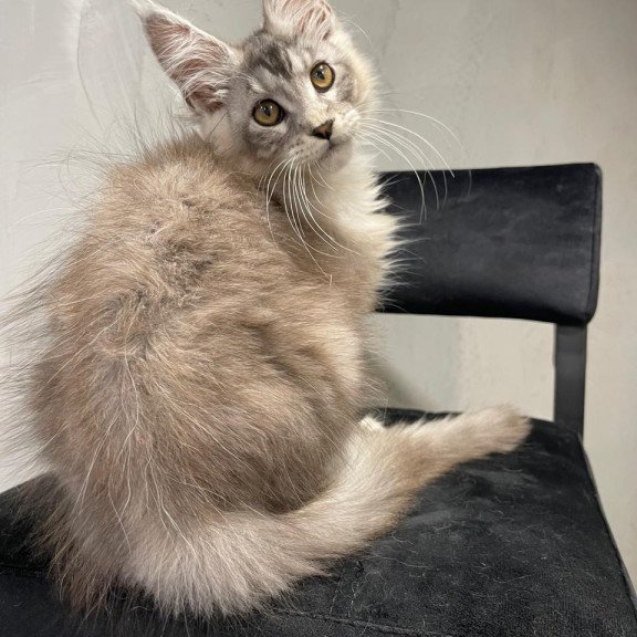 Maine Coon NOV Markush