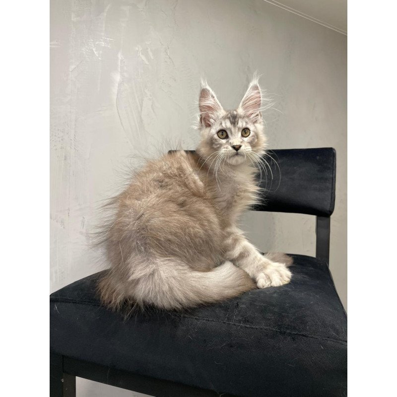 Maine Coon NOV Markush