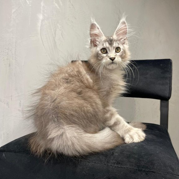 Maine Coon NOV Markush