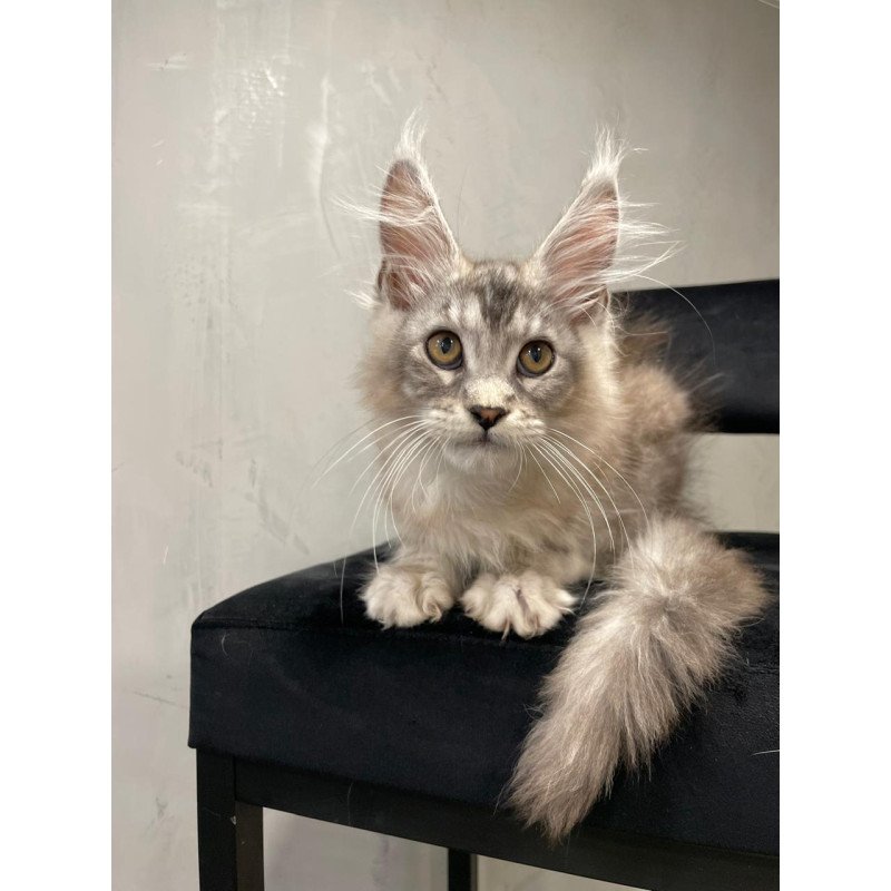 Maine Coon NOV Markush
