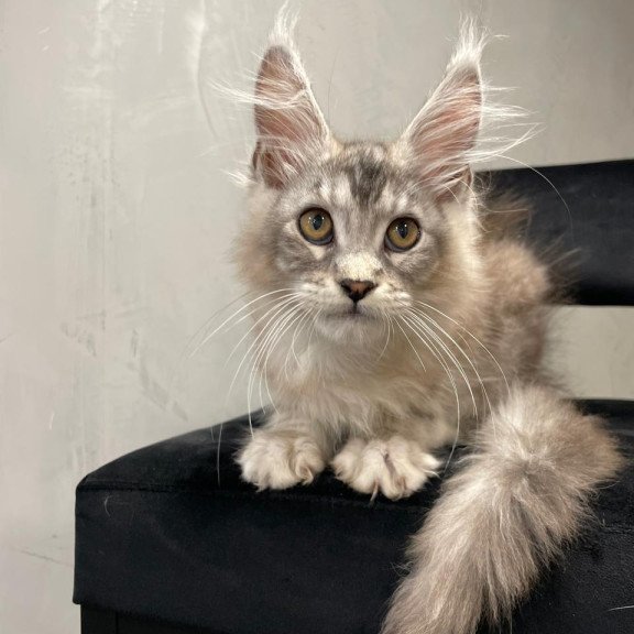Maine Coon NOV Markush