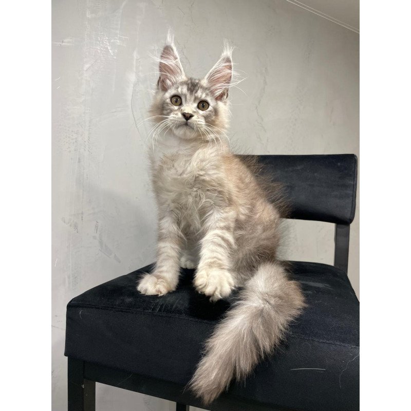 Maine Coon NOV Markush