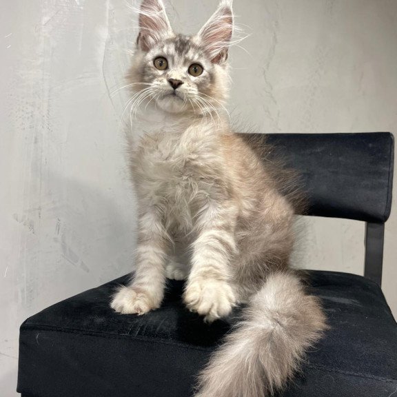 Maine Coon NOV Markush