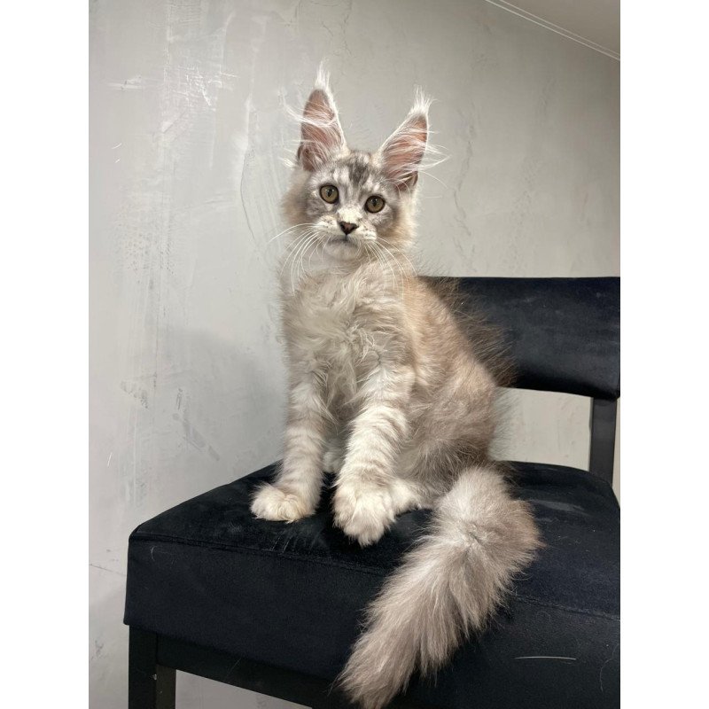Maine Coon NOV Markush