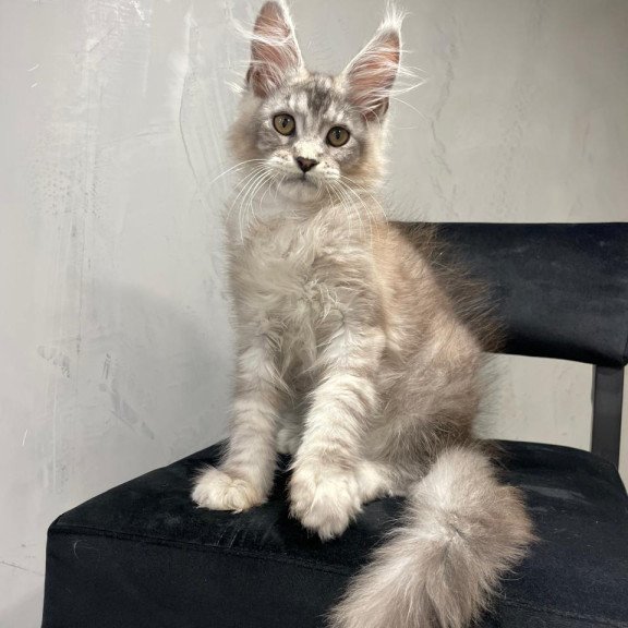 Maine Coon NOV Markush
