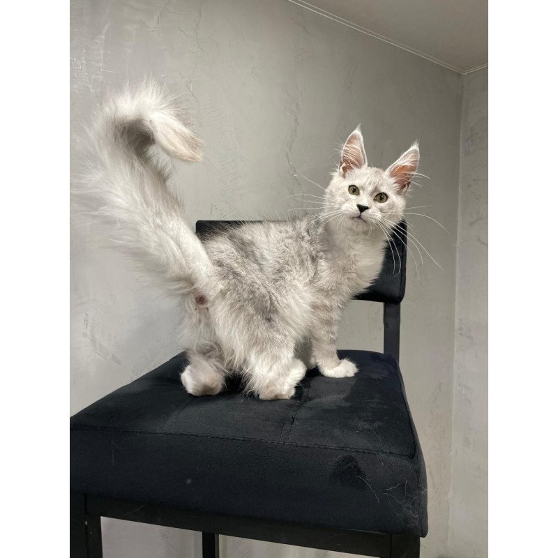 Maine Coon NOV Kira