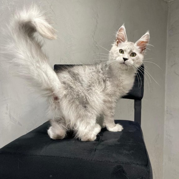 Maine Coon NOV Kira