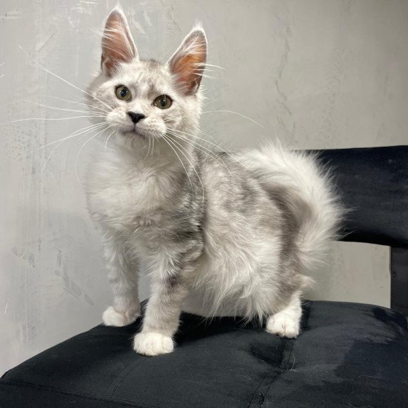 Maine Coon NOV Kira