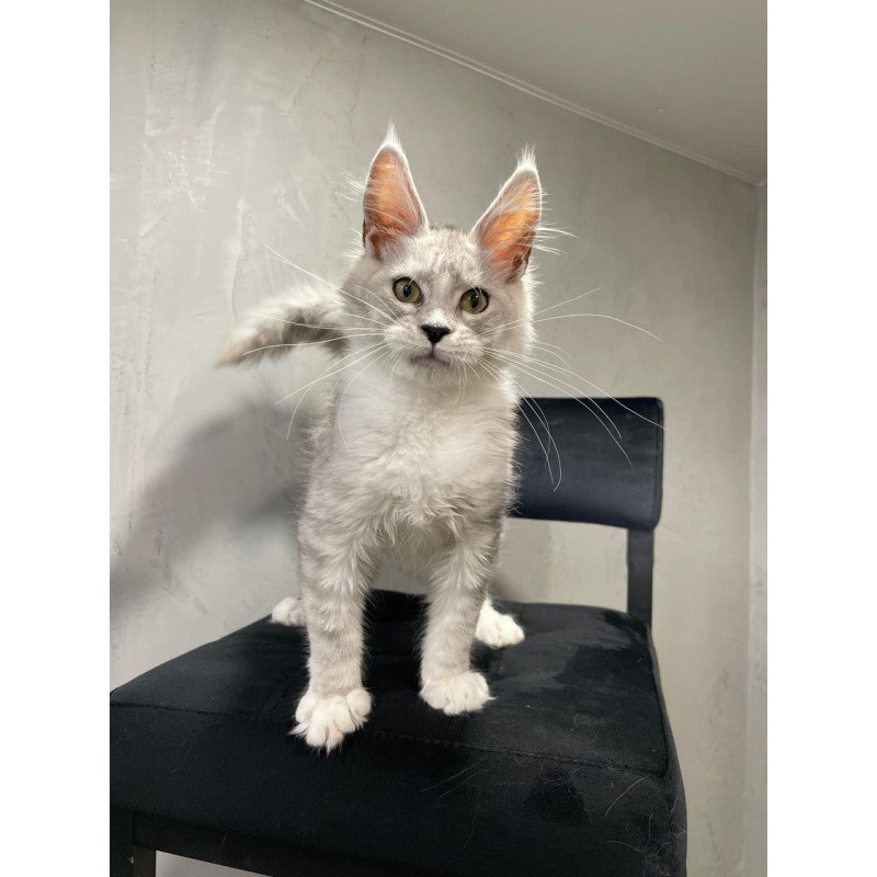 Maine Coon NOV Kira