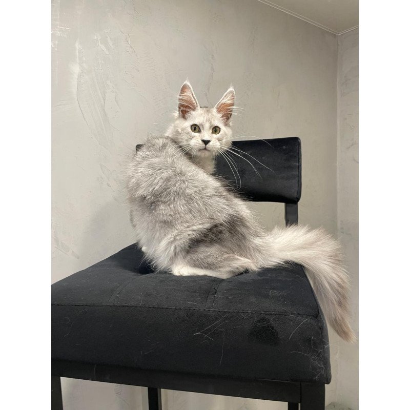 Maine Coon NOV Kira
