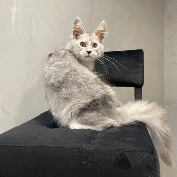 Maine Coon NOV Kira