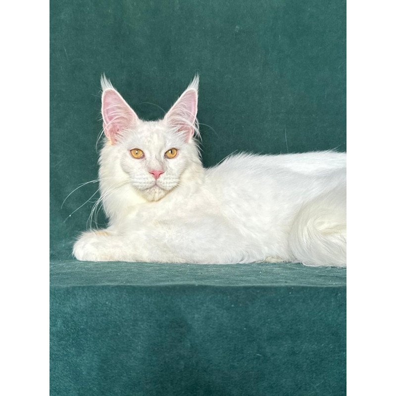 Maine Coon NOV Dorothy