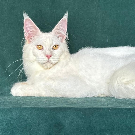 Maine Coon NOV Dorothy