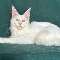 Maine Coon NOV Dorothy
