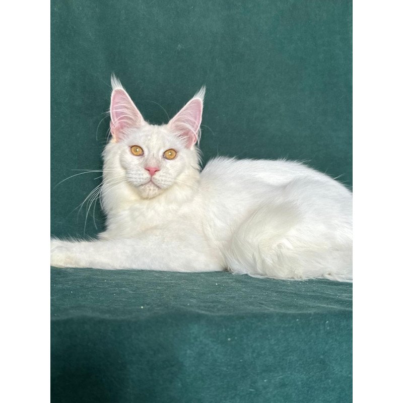 Maine Coon NOV Dorothy