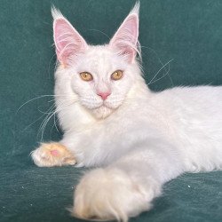 Maine Coon NOV Dorothy