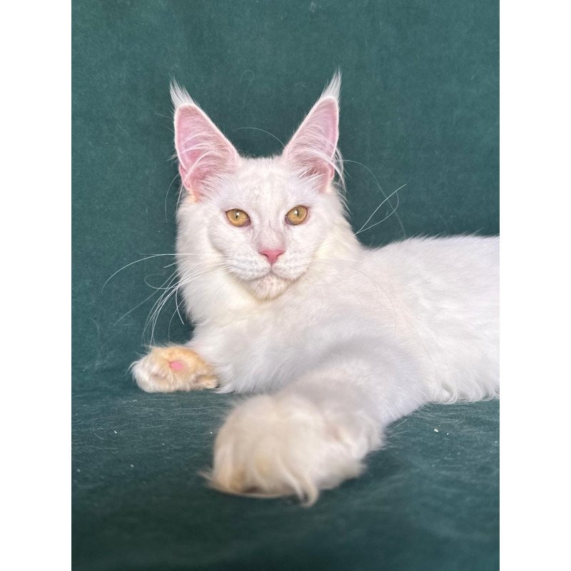 Maine Coon NOV Dorothy