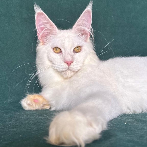 Maine Coon NOV Dorothy