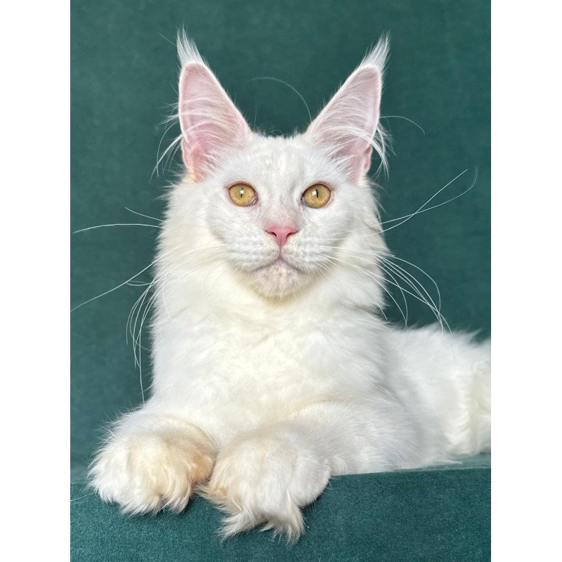 Maine Coon NOV Dorothy