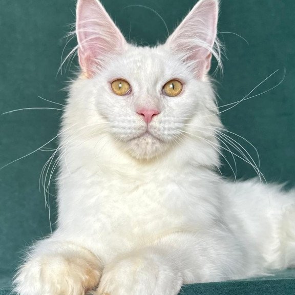 Maine Coon NOV Dorothy