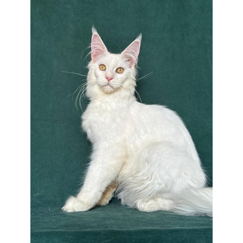 Maine Coon NOV Dorothy