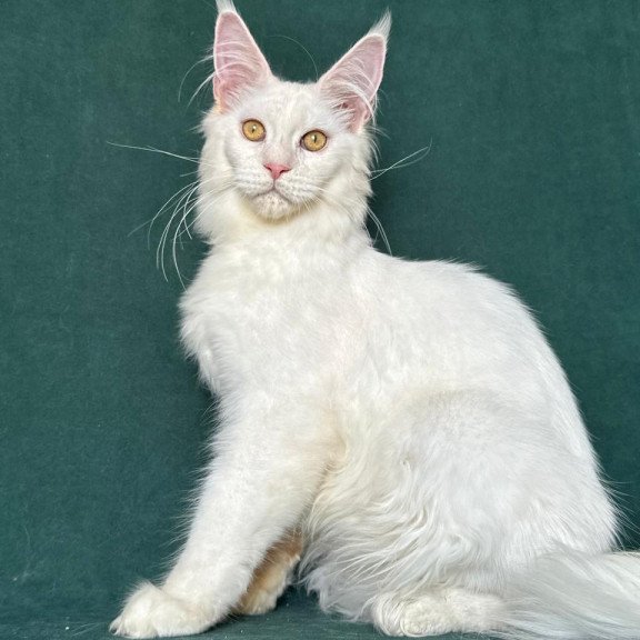Maine Coon NOV Dorothy