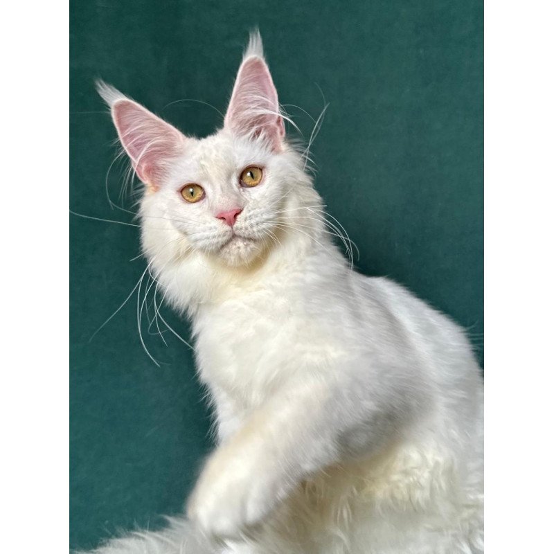 Maine Coon NOV Dorothy