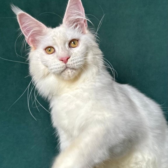 Maine Coon NOV Dorothy