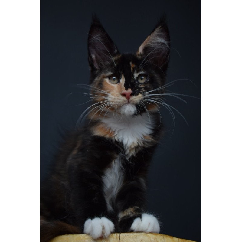 Maine Coon NOV Diadema