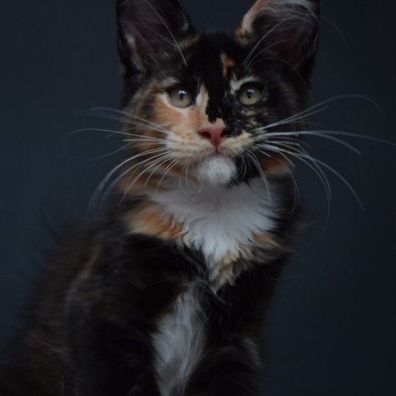 Maine Coon NOV Diadema