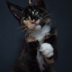 Maine Coon NOV Diadema