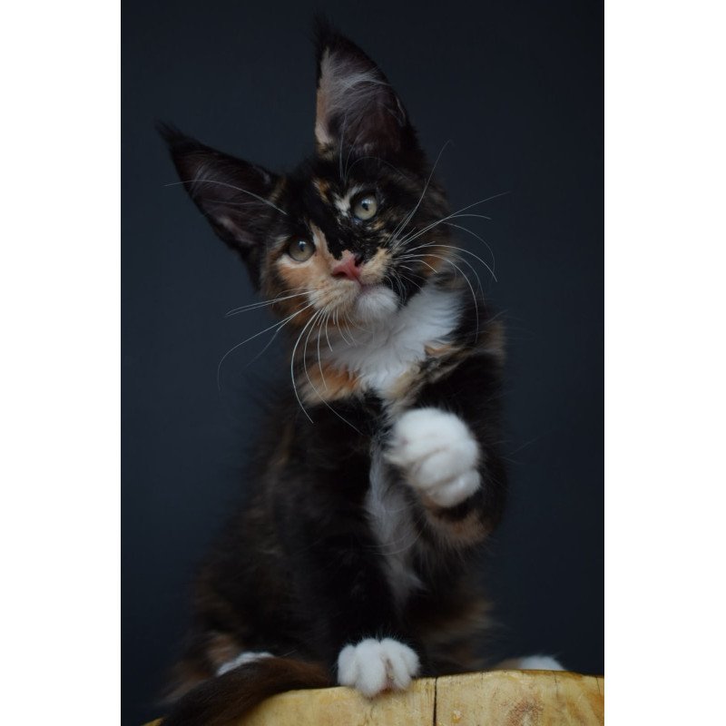 Maine Coon NOV Diadema
