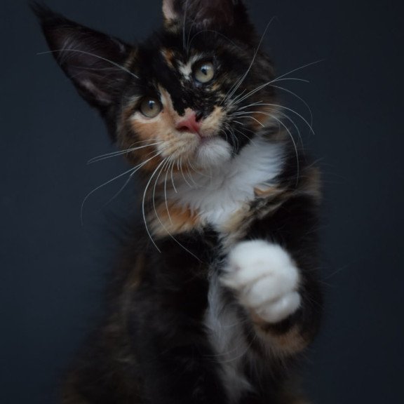 Maine Coon NOV Diadema