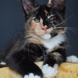 Maine Coon NOV Diadema