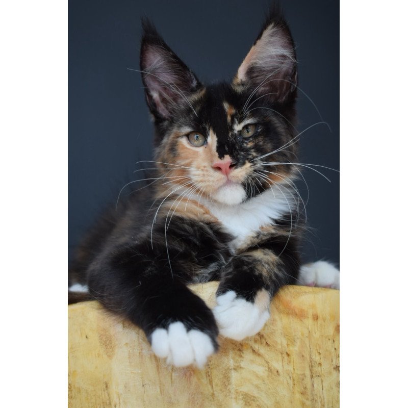 Maine Coon NOV Diadema