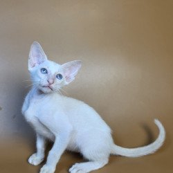 Siamese NOV Draco