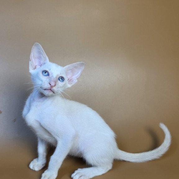 Siamese NOV Draco