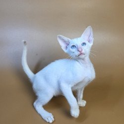 Siamese NOV Draco