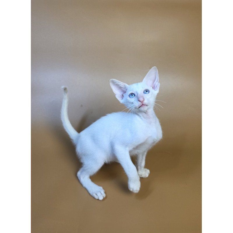 Siamese NOV Draco