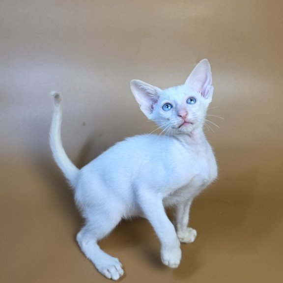 Siamese NOV Draco