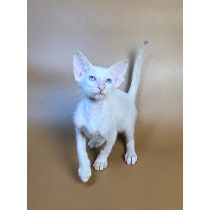 Siamese NOV Draco