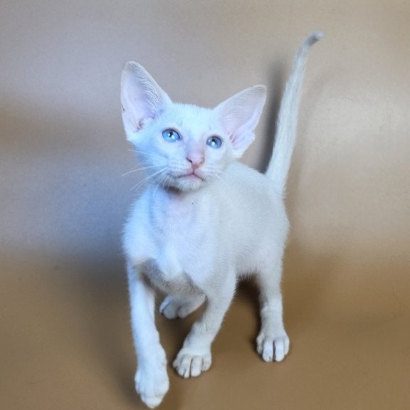 Siamese NOV Draco