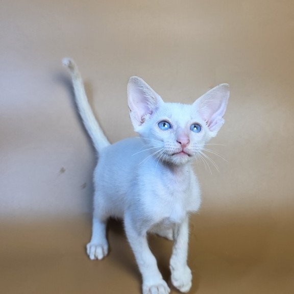 Siamese NOV Draco