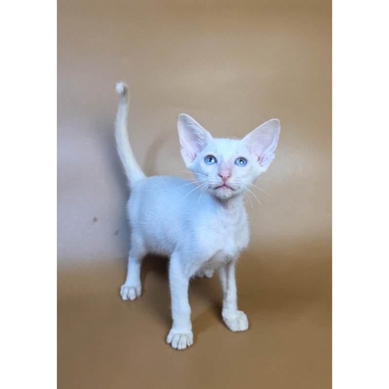 Siamese NOV Draco