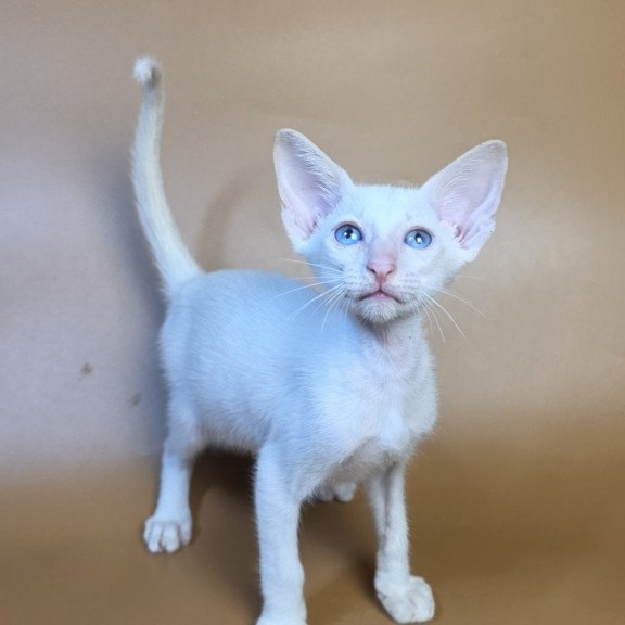 Siamese NOV Draco