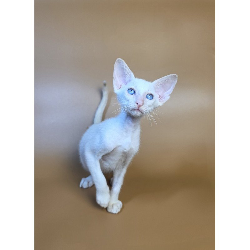 Siamese NOV Draco
