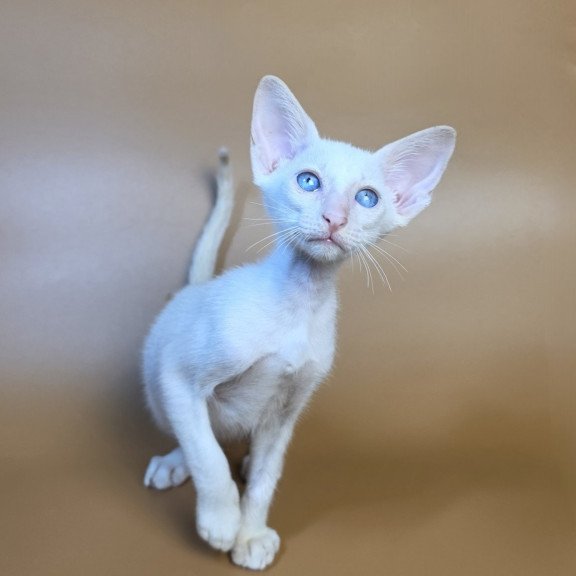 Siamese NOV Draco