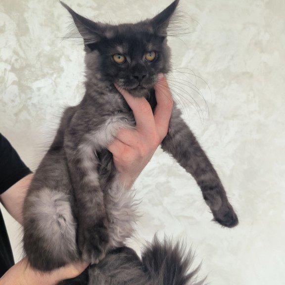 Maine Coon EZ Xanti1