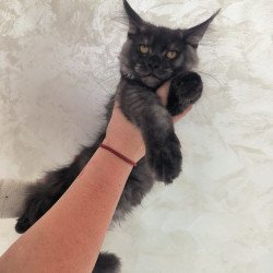 Maine Coon EZ Xanti